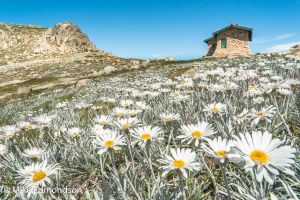 silver-snow-daisies-in-abbundance-below-seaman-s-hut