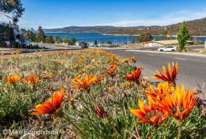 Spring colours in Jindabyne