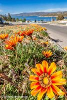 Spring flowers in Jindabyne