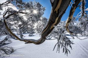 Sunny Snow covered Gum 