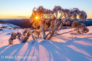 Sunrise Thredbo Snowgum