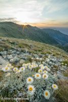 Alpine-Sunray-flowers-towards-carruthers-peak-&-townsend-spur
