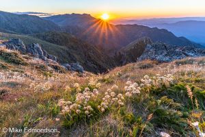 Sunset Wildflower views to Mt Townsend