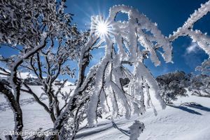 Sunstar Snow Gum Ice fingers