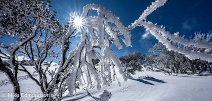 Sunstar Snow Gum Ice fingers