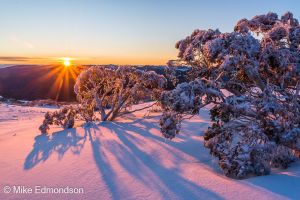 Thredbo Valley Snowgum sunrise