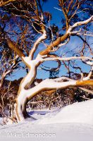 Colourfull Snowgum