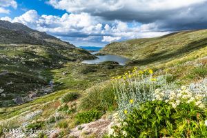 Wildflowers above Lake Albina