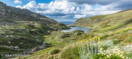 Wildflowers above Lake Albina